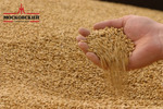 фото Пшеница зерно оптом 3 класс