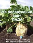 фото Высокоурожайные семена кормовой свеклы сорт ЛАДА селекции Беларусь недорого оптом и в розницу