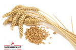 фото Пшеница зерно оптом 3 класс