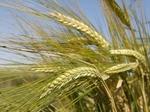 фото Пшеница продовольственная и фуражная оптом