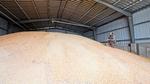фото Продам пшеницу 3 кл. 1500 т клейковина 28