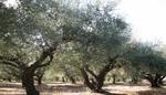 фото Участок с оливковыми деревьями на Пелопоннесе