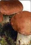 фото Купим сушеные грибы