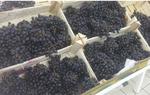 фото Реализуем оптовую продажу винограда Чарос по цене от производителя