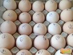 фото Инкубационное яйцо, суточный молодняк