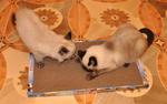 фото Новое поколение когтеточек лежанок для кошек Когтедралка (средняя)